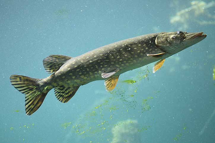 East Kootenay anglers are asked to be on the lookout for Northern Pike and to take any they catch to their local Conservation or Ministry of Forests