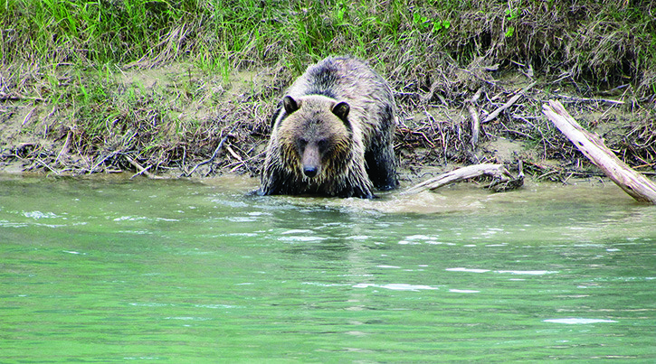 A study is showing that 68 per cent of grizzly bear deaths in the Elk Valley area come from non-hunting related incidents.