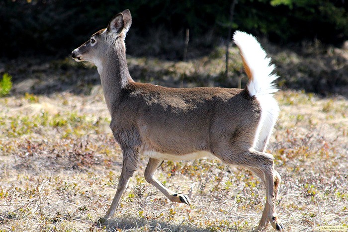 Park visitors are encouraged to count white-tailed deer while driving through the park and post their findings using social media.