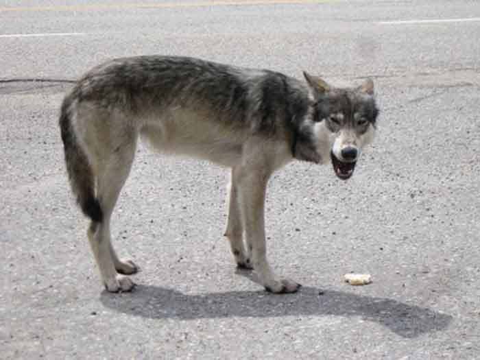 Kootenay National Park visitor Andrea Rapcewicz took this photograph of a wolf-feeding incident on Highway 93 South in the park on. Visitors had pulled over and were apparently feeding the wolf rice cakes.