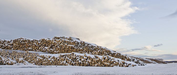 Logs ready for milling at sawmill in Prince George.