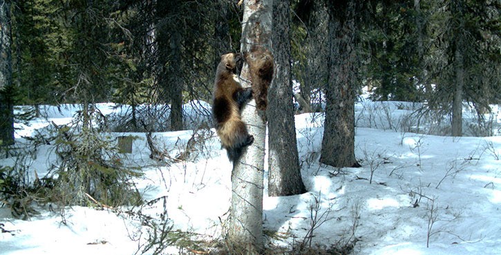 Wolverines are the subject of a new study that is trying to understand the threats to this species that is rarely seen or researched.