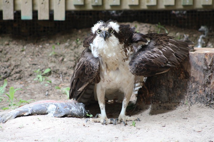 The approximately one-year-old osprey that is currently residing in the flight cage is expected to be released in the next couple of weeks.