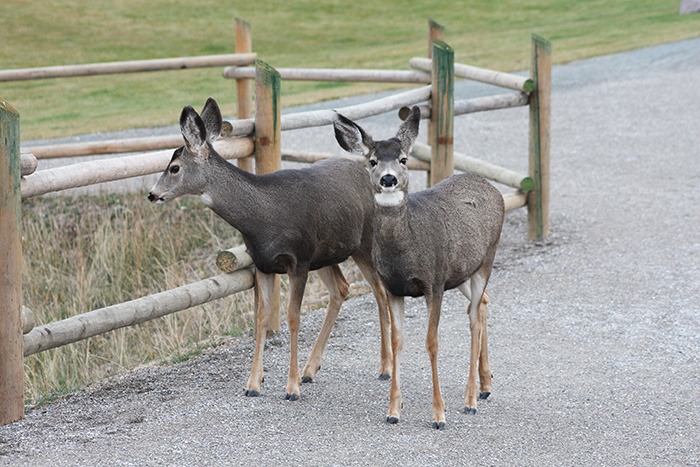 A couple of young deer linger at Pothole Park in Invermere on Thursday (November 8).