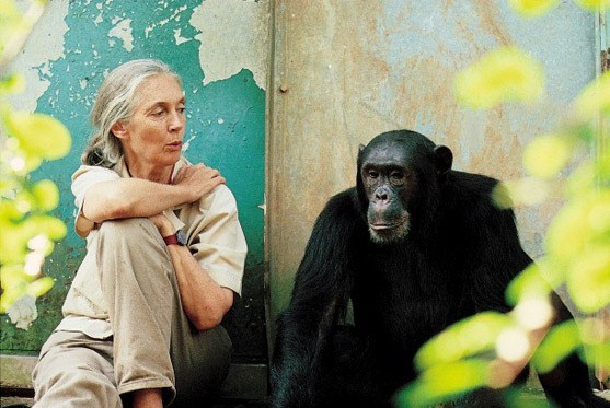 World-renowned primatologist Dr. Jane Goodall will be speaking in Cranbrook on September 30.