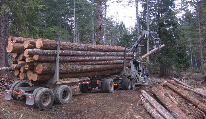 Logging on Vancouver Island: B.C. is still dependent on the U.S. for much of its lumber exports.