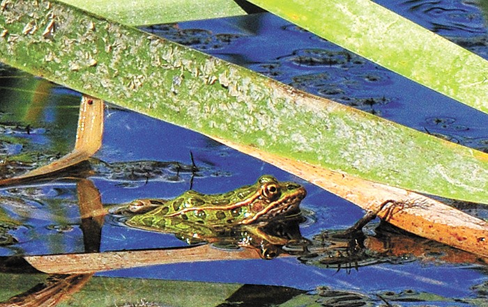 Two thousand captive bred and hatched northern leopard frog tadpoles — the most at-risk amphibian in B.C. —were released into the marshes of the Columbia Wetlands on May 26th