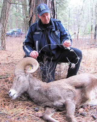 Invermere conservation officer Greg Kruger examines a length of barbed wire which was wrapped around this tranquilized ram's neck.