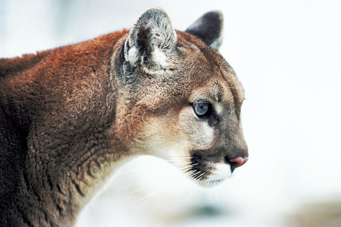 Cougar sightings were reported in most valley communities in September.