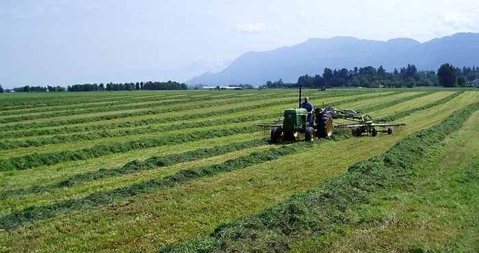 Farmer rakes hay in the Fraser Valley. Proposed regulation changes include expanding food processing and allowing breweries or distilleries as well as wineries on farmland.