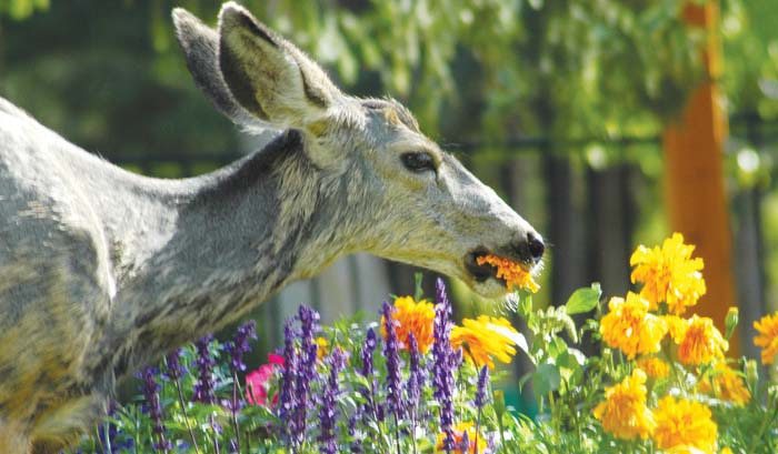 A new court ruling gives the Invermere Deer Protection Society the freedom to pursue its lawsuit against the District of Invermere.