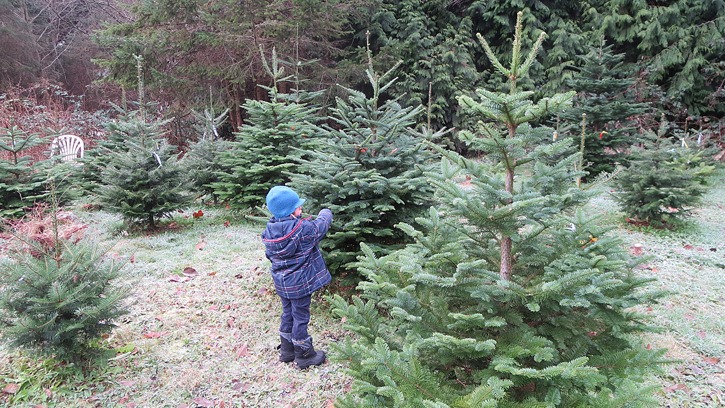 A child chooses a live tree at the University of B.C. Christmas tree farm in Vancouver. Permits to cut a live tree from Crown land are available in most areas of the province.