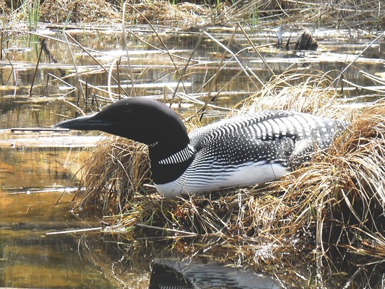 A submitted photo of a loon.