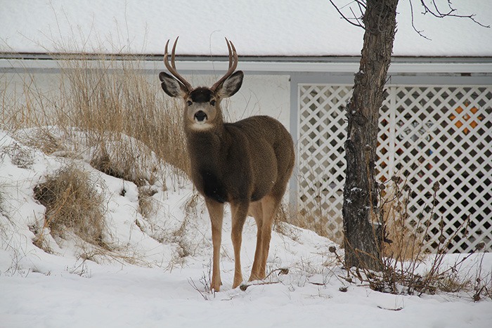 The average of Invermere's November deer count over three weekends was 179.