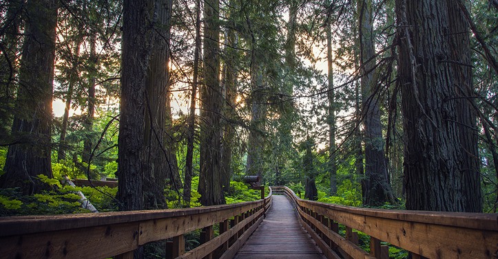 Trails through the Ancient Forest built by a local volunteer society saw 20