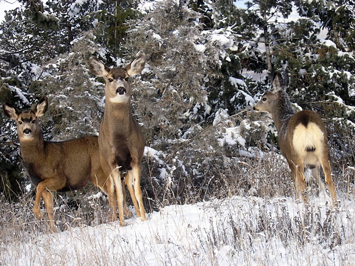 The District of Invermere has up until March 15 to cull up to 100 deer.