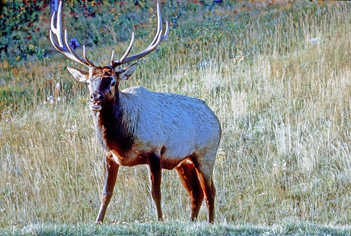 Parks Canada staff are appealing to the public for information on two elk carcasses discovered in Kootenay National Park.