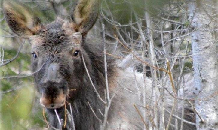 Moose in early spring showing large area where winter hair has been rubbed away to remove winter ticks. These so-called 'ghost moose' can die from heavy infestation.
