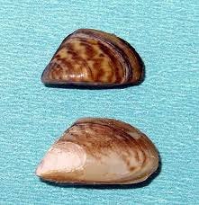 Zebra mussels (top) are 10 to 50 millimetres in size. Quagga mussels (bottom) are slightly larger.