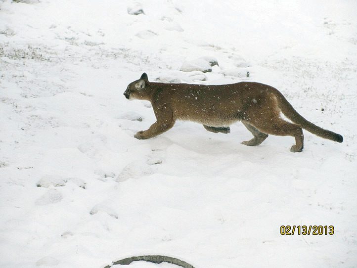 This cougar was seen fleeing from a backyard in Timber Ridge on February 13