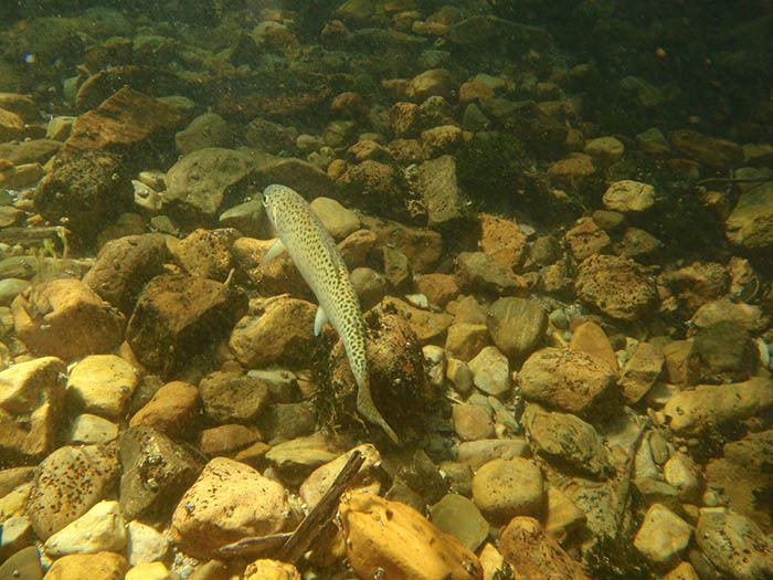 The Whiteswan Lake Fisheries Management Plan attempts to protect native species such as westslope cutthroat trout.