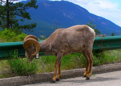 Beloved ram M645 munches away at some tasty roadside vegetation. The renown member of Radium bighorn sheep herd died recently