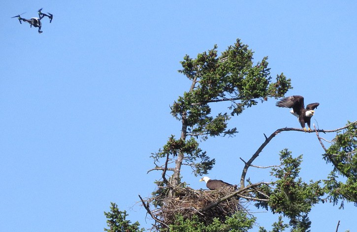 A drone harasses adult eagles guarding their chicks in Nanaimo in 2015
