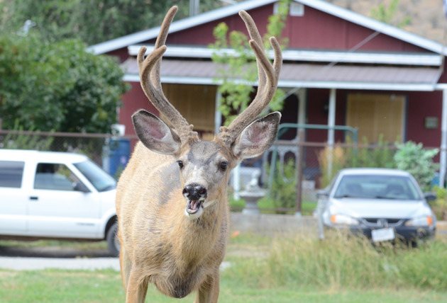 Urban deer may have helped attract a family of cougars to Penticton