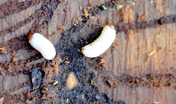 Spruce beetles bore through tree bark and lay eggs