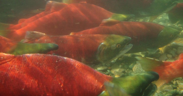 Sockeye salmon return to spawn in the Adams River at the end of a four-year cycle from lake to ocean.