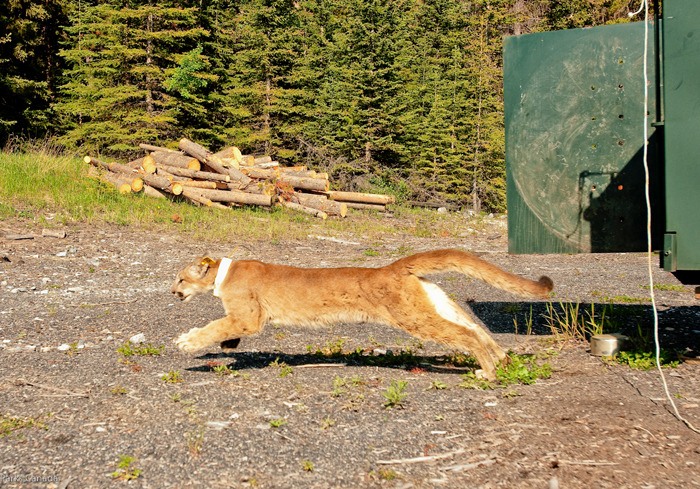 A cougar captured by Parks Canada is released with a tracking collar in Banff National Park.