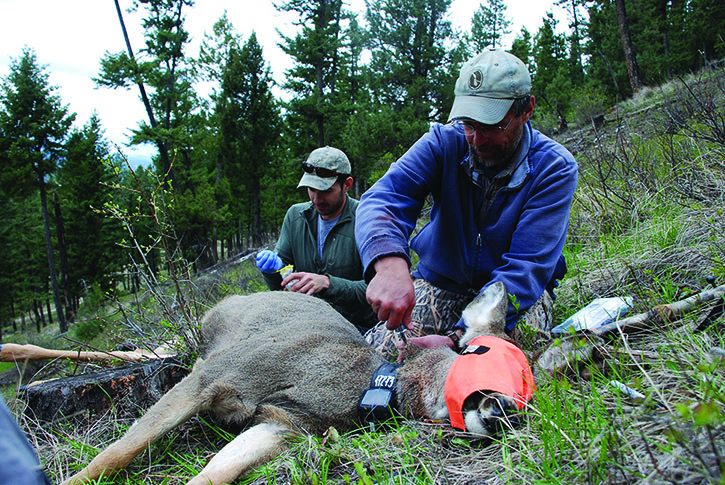 Mule deer being collared and processed prior to being released.