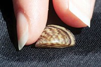 A zebra mussel