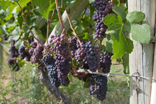 The B.C. government allows wine and cider making on farmland