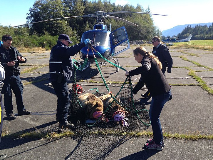 Conservation Officers prepare to airlift two grizzly bears captured on Cormorant Island near the village of Alert Bay