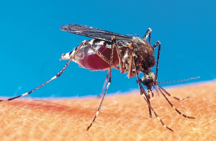 Mosquitoes can transmit West Nile virus. The latest B.C. victims of the disease are two horses near Cache Creek.