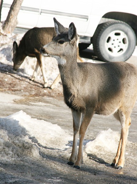 Invermere's urban deer cull will likely be up and running in the next few days.