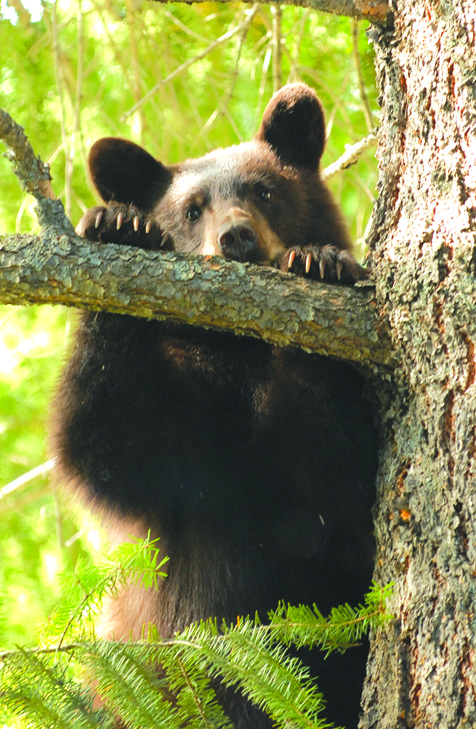 A bear cub.