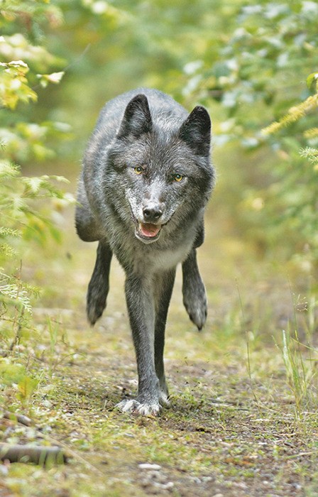 Photographer Brad Hill caught this dramatic image of a wolf on a game trail in Golden in August 2004.