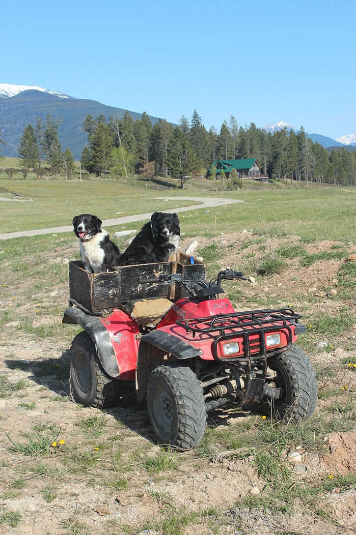 Cowboy Collies