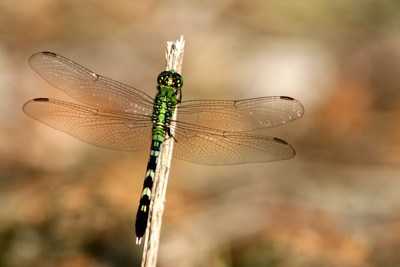 Insecticides don't just kill the adult mosquitoes they target — they can also harm beneficial insects such as honeybees and dragonflies. Other pesticides may also harm predators who keep pest populations down.