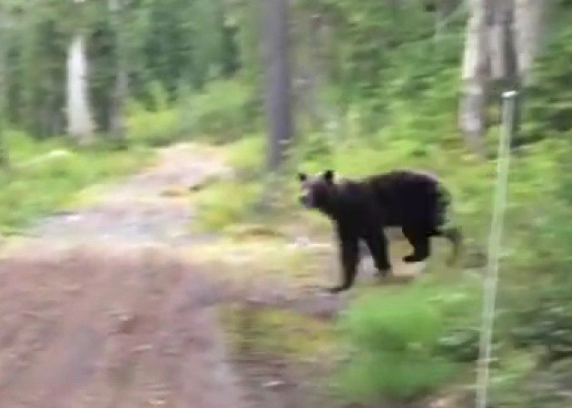 Grizzly bear near Squamish.