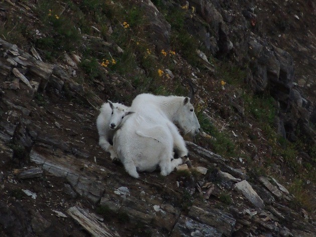 Mountain goats above Jumbo pass.