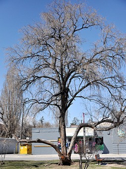 The 73-year-old Russian olive tree in Invermere stands in Cenotaph Park.