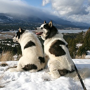 Two dogs enjoy a break overlooking the Columbia Valley.