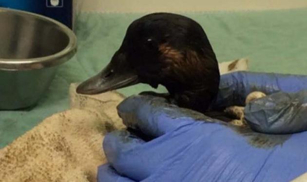 An oiled duck is handled by responders following the spill of bunker fuel oil from a freighter off Vancouver in April.