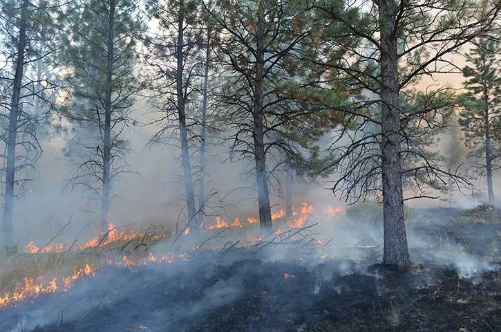 The BC Wildfire Service is advising East Kootenay residents about prescribed burns that may cause smoke in the region. Pictured is a past ecosystem restoration burn in the Cherry Creek area near Kimberley.