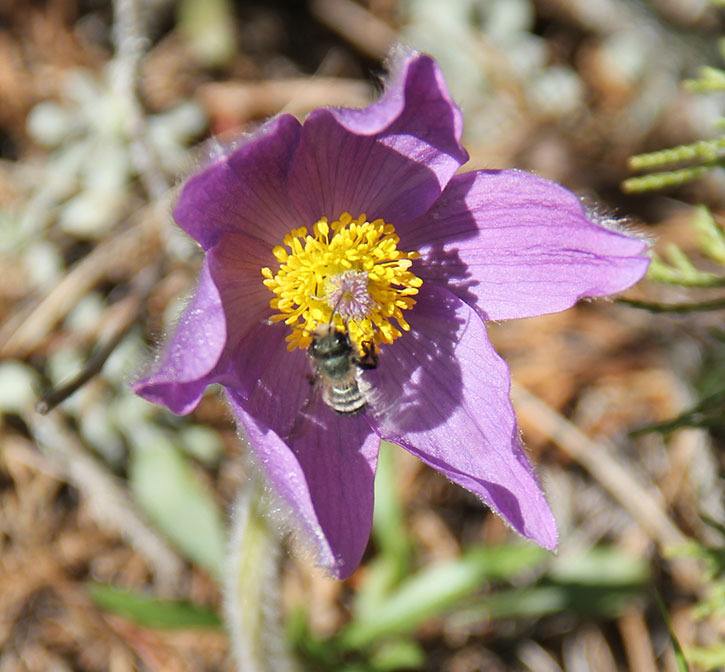 Crocus correction: to bee or not to bee