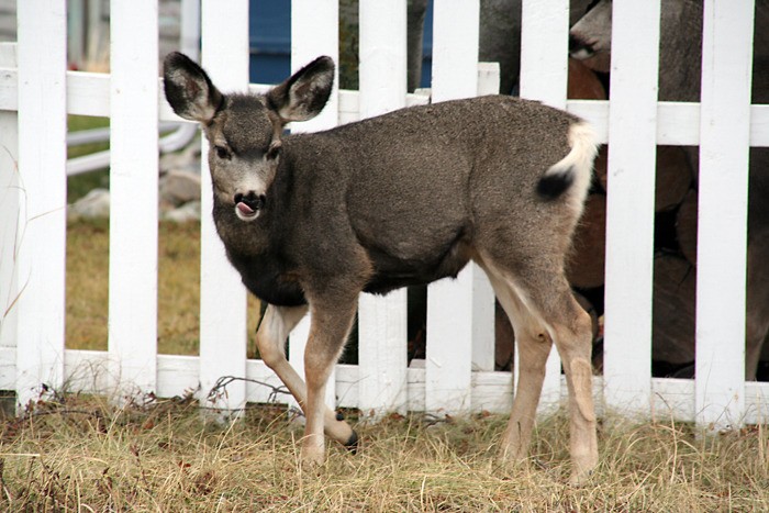 All reports of aggressive deer that have been called into the Invermere conservation office so far this year involve the presence of dogs.