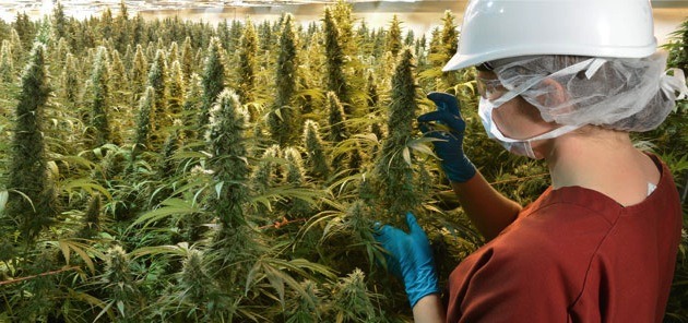 Marijuana growing in operations of commercially licensed producer CanniMed.